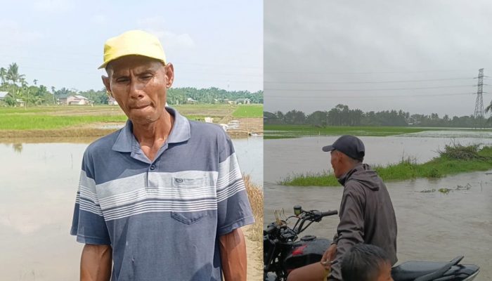 Sebelum dan sesudah rehabilitasi pascabanjir di Aceh Tamiang. Lahan persawahan yang sempat tertimbun lumpur akibat bencana hidrometeorologi akhir 2025 kini kembali menghijau dan produktif.