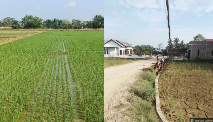 Sawah yang sempat tertimbun lumpur akibat banjir kini kembali menghijau. Rehabilitasi Satgas PRR Aceh menghidupkan lagi harapan, pangan, dan ekonomi petani.
